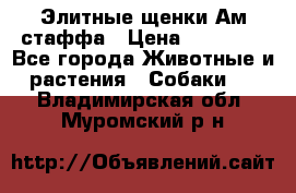 Элитные щенки Ам.стаффа › Цена ­ 25 000 - Все города Животные и растения » Собаки   . Владимирская обл.,Муромский р-н